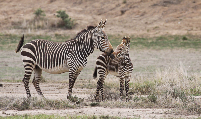 Cape Mountain Zebras