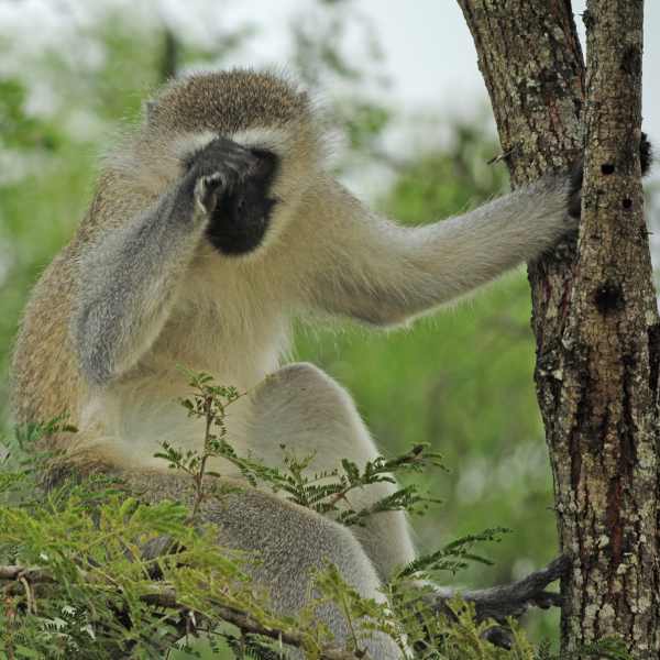 Vervet Monkey