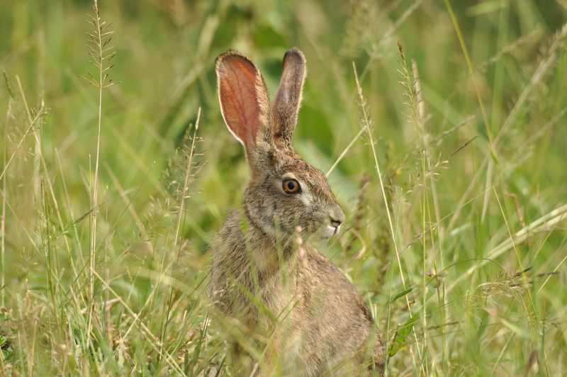 Scrub Hare