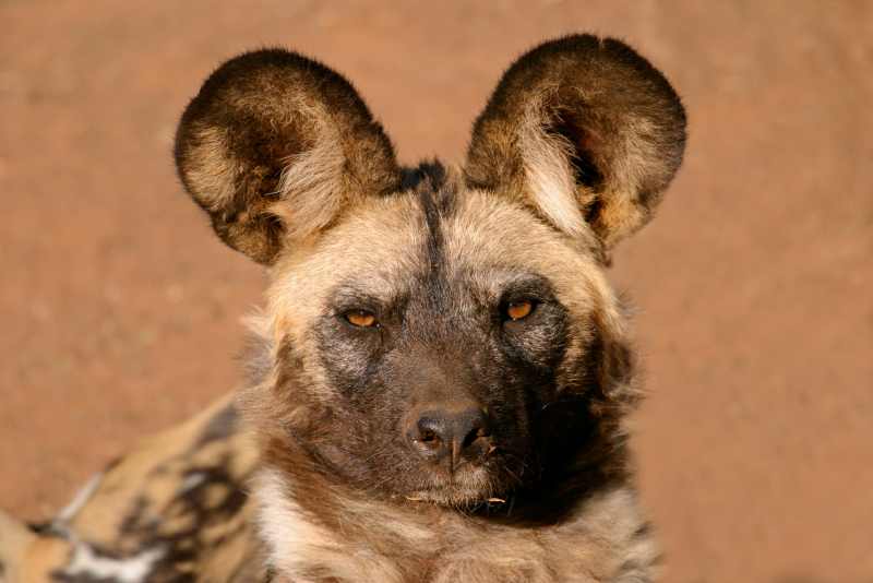 Wild Dog