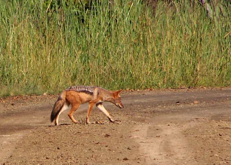 Black-backed Jackal