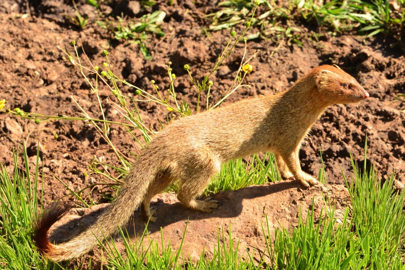 Slender Mongoose