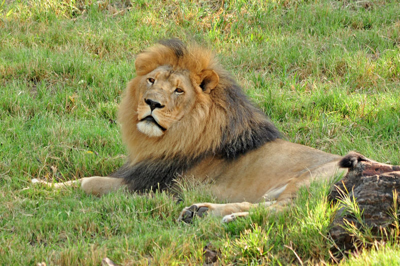 Lion