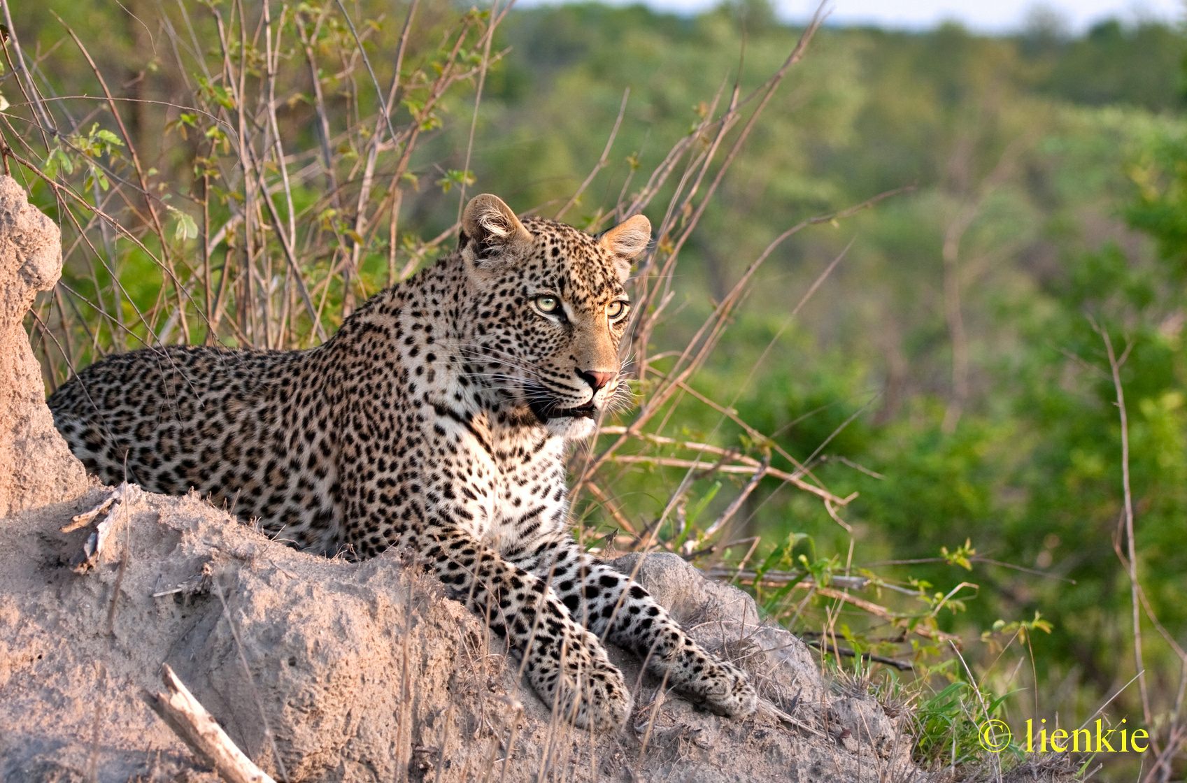 Interesting facts about leopards