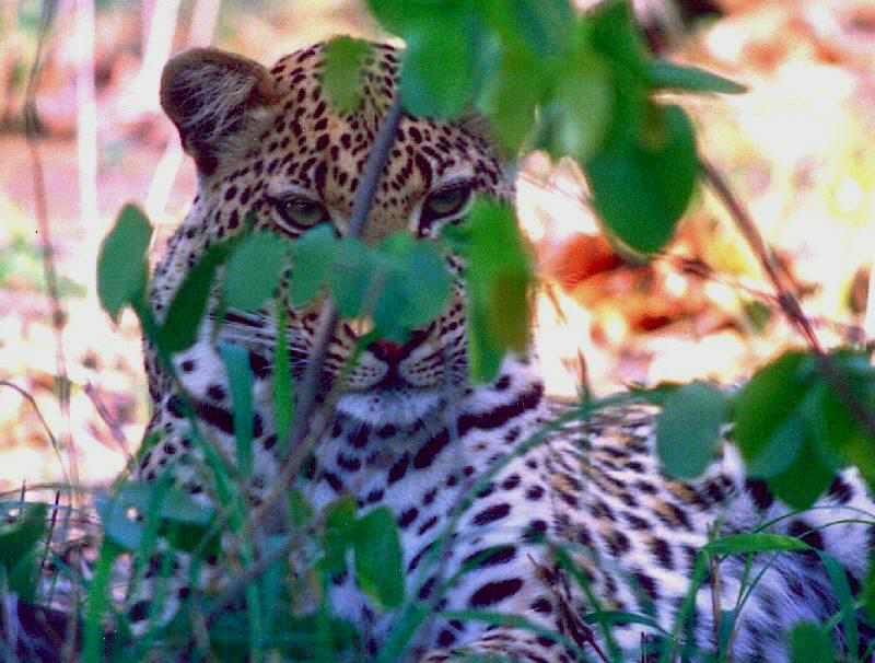 Leopard