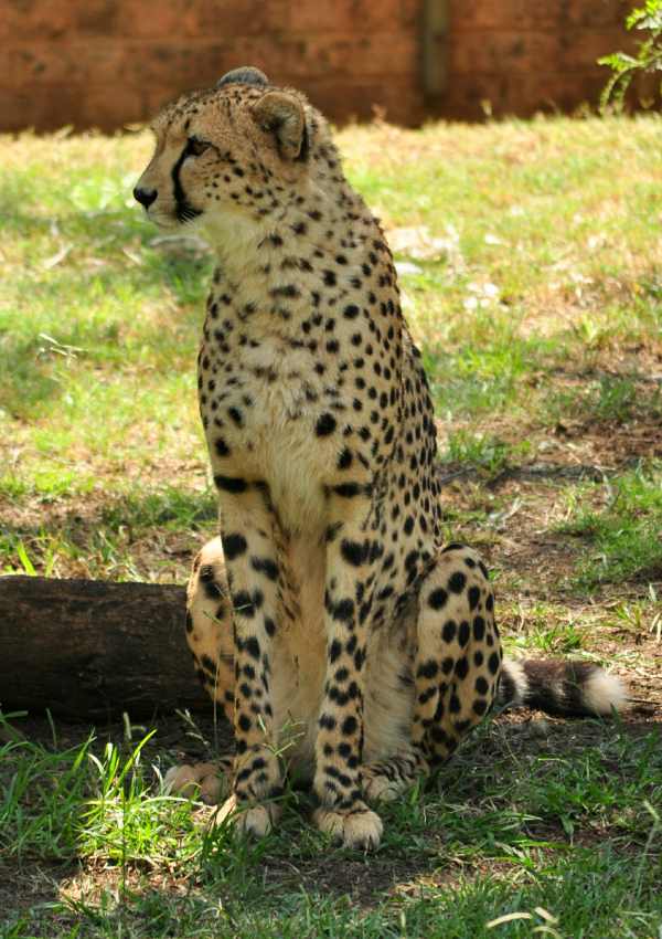 Cheetah