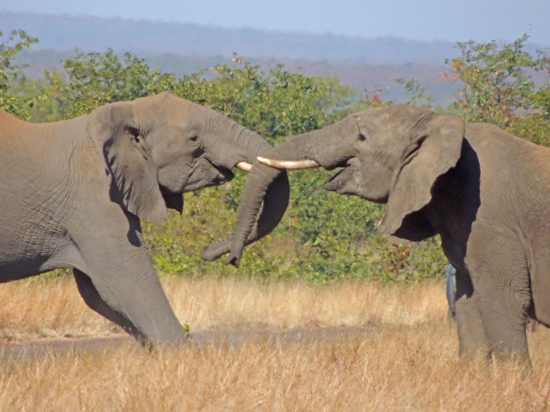African Elephant