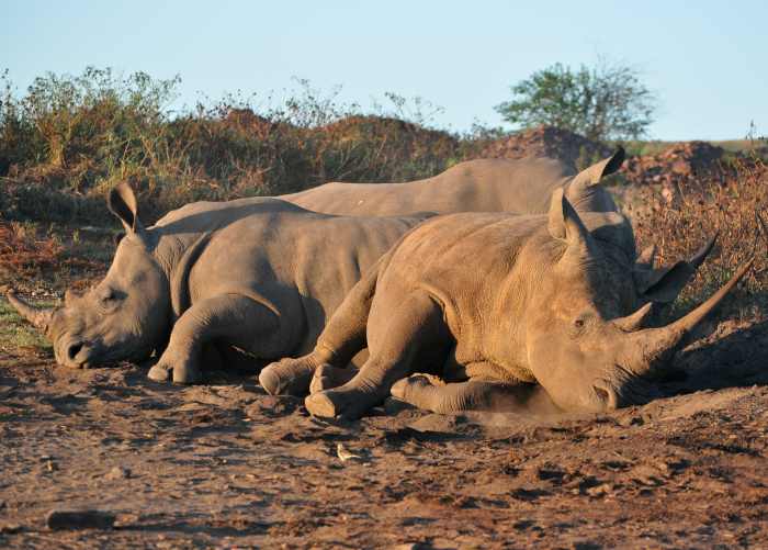 White Rhino