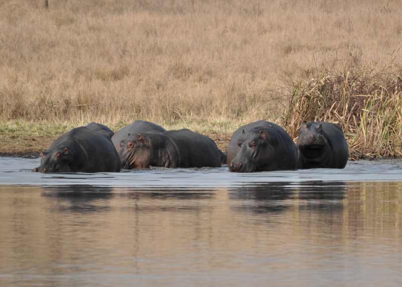 Hippo