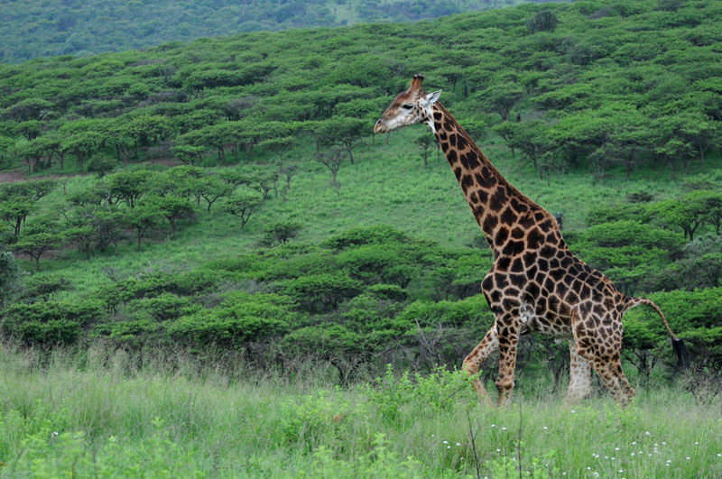 Giraffe