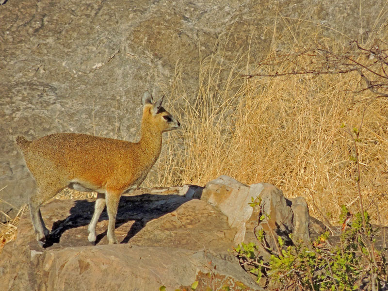 Klipspringer