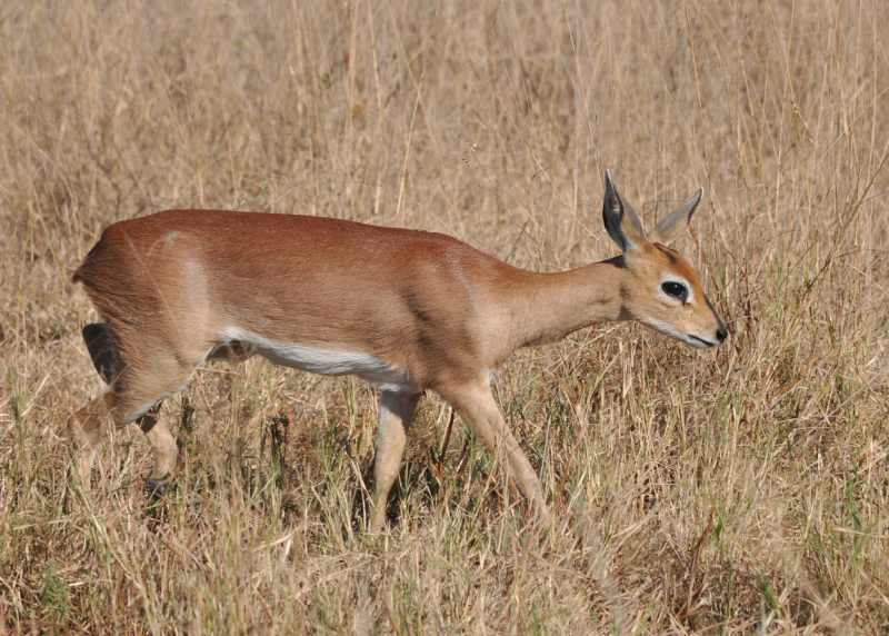 Steenbok