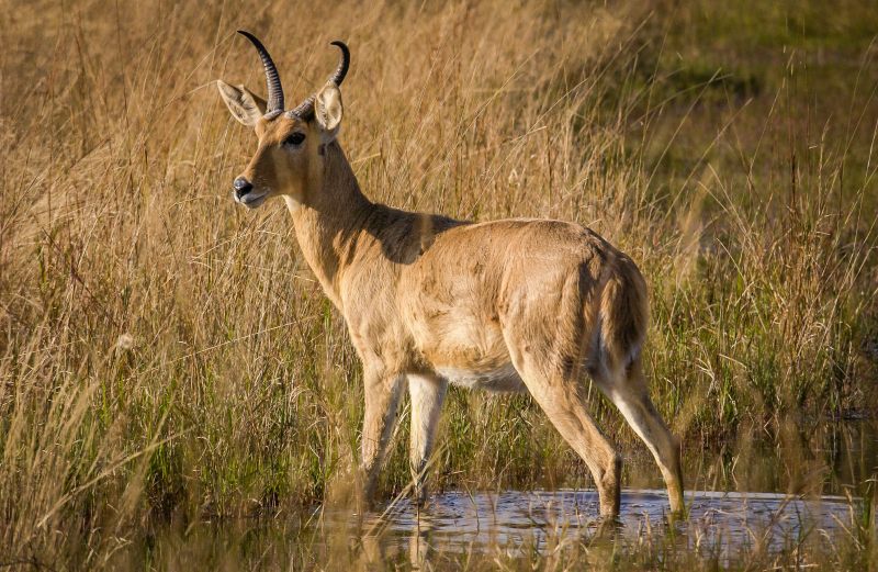 Reedbuck