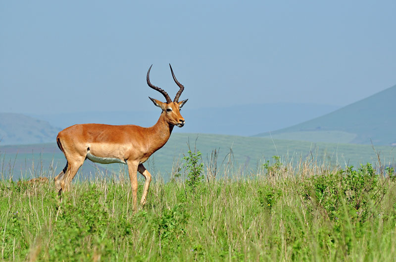 Impala