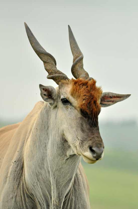 Eland