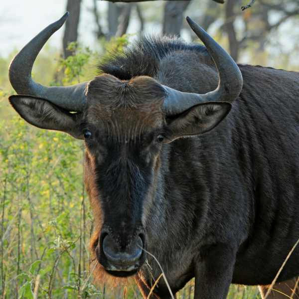 Blue Wildebeest portrait