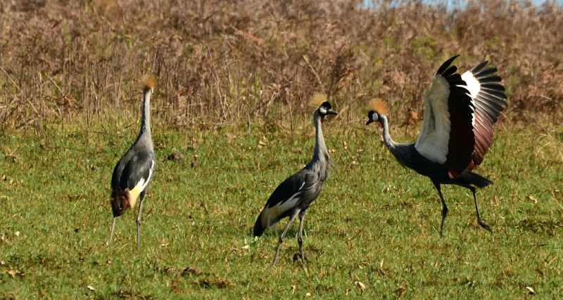 Grey Crowned Crane