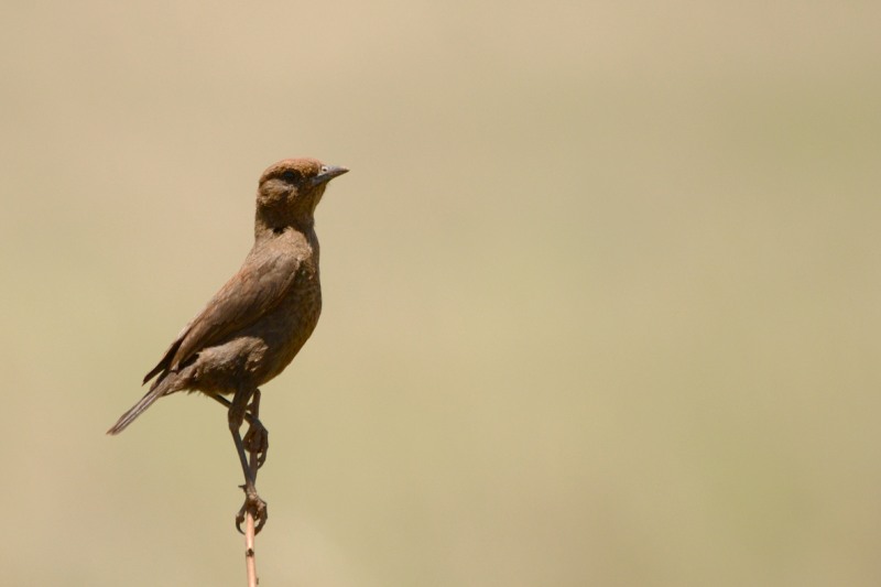 Ant-eating Chat