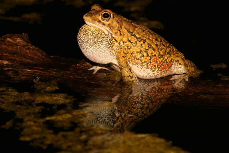 Olive Toad