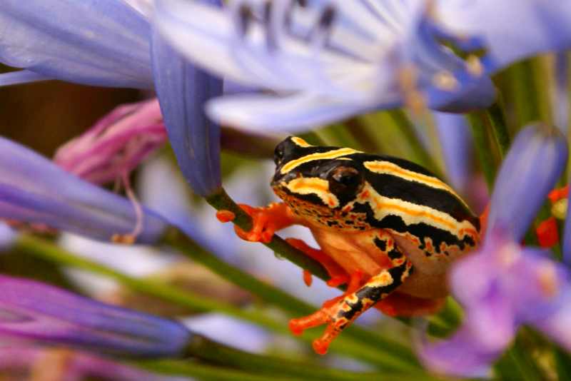 Painted Reed Frog