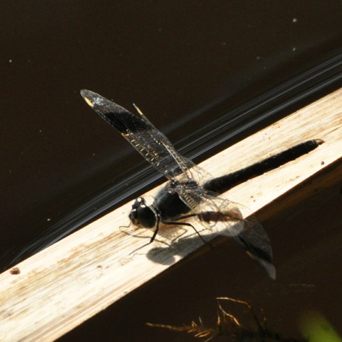 Banded Groundling