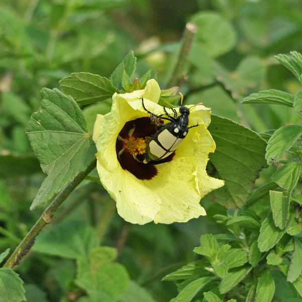 CMR Bean Beetle