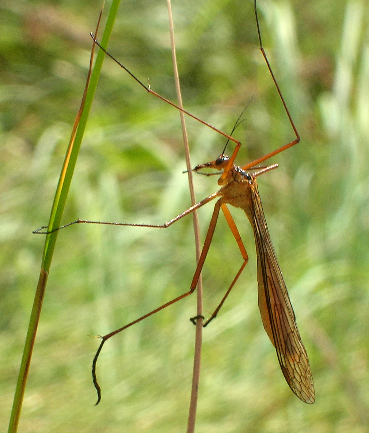 Hangingfly