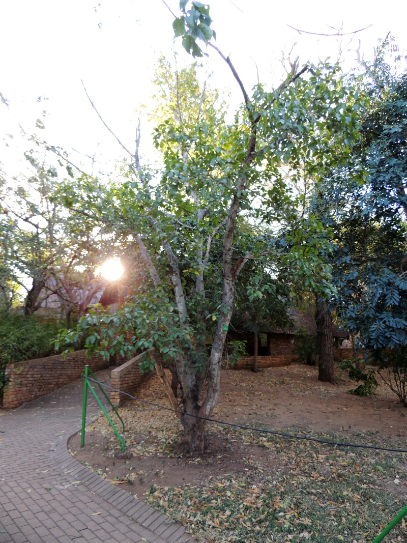 Broom Cluster Fig