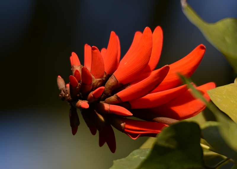 Common Coral Tree