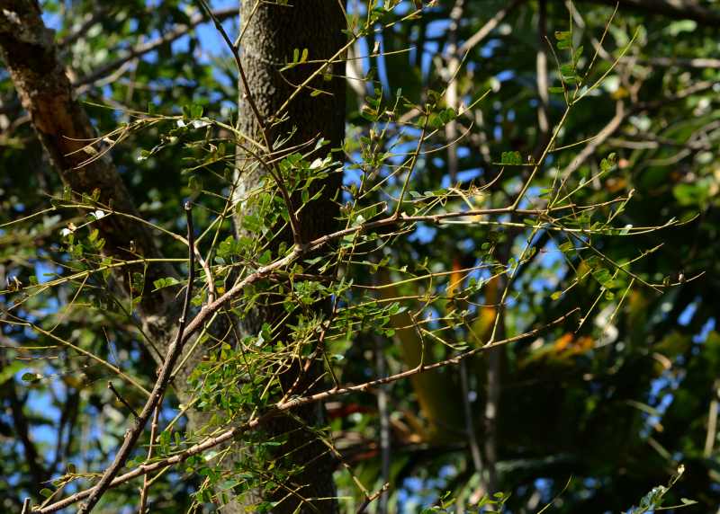 Flat Crown leaves