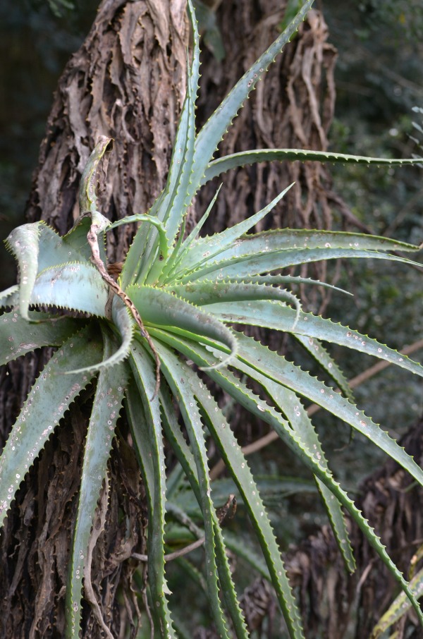 Krantz Aloe