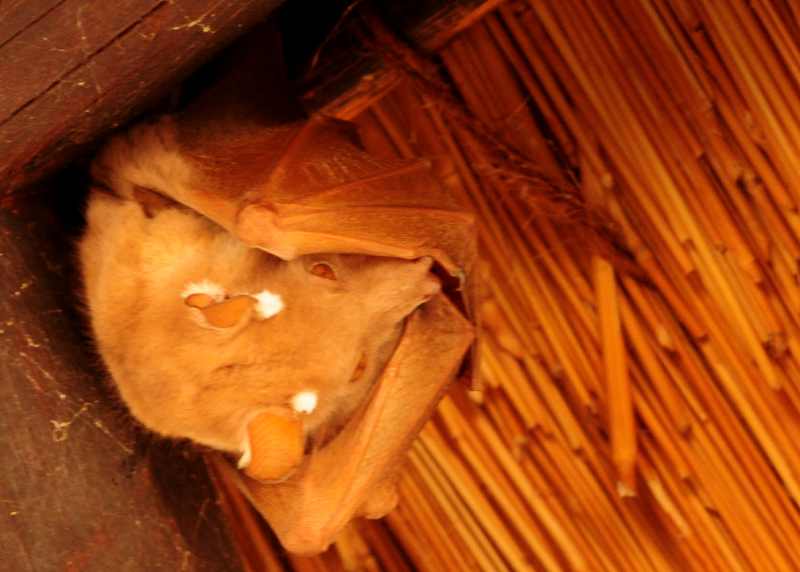 Wahlberg's Epauletted Fruit Bat