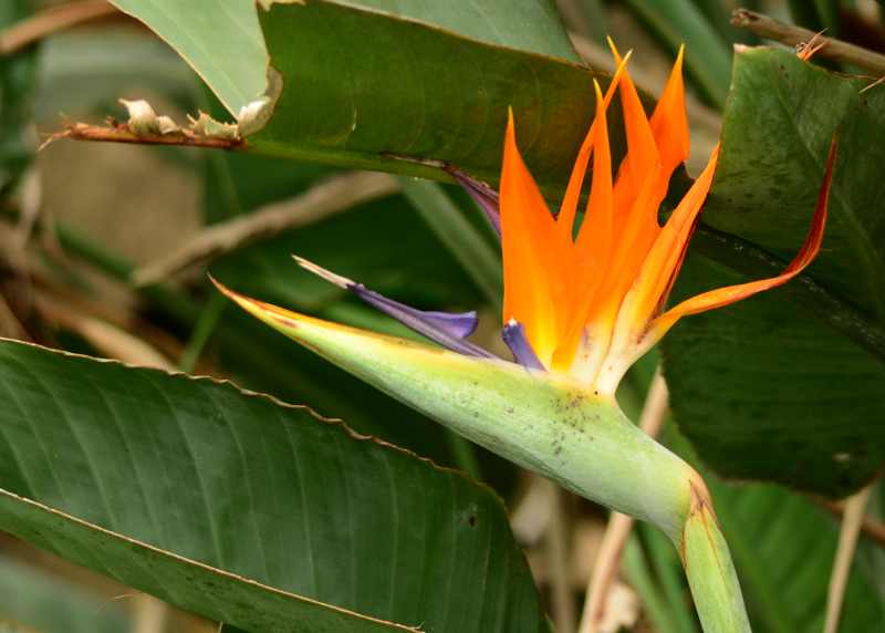 Crane Flower