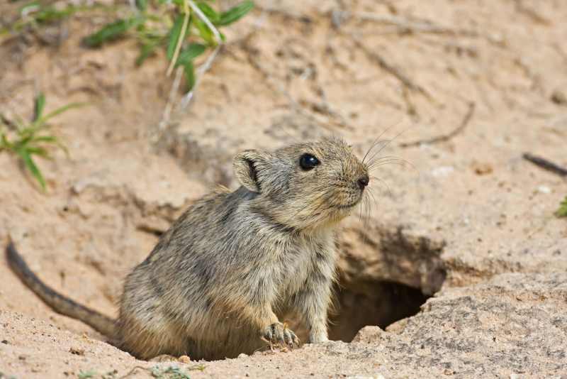 Brants's Whistling Rat coming out its burrow