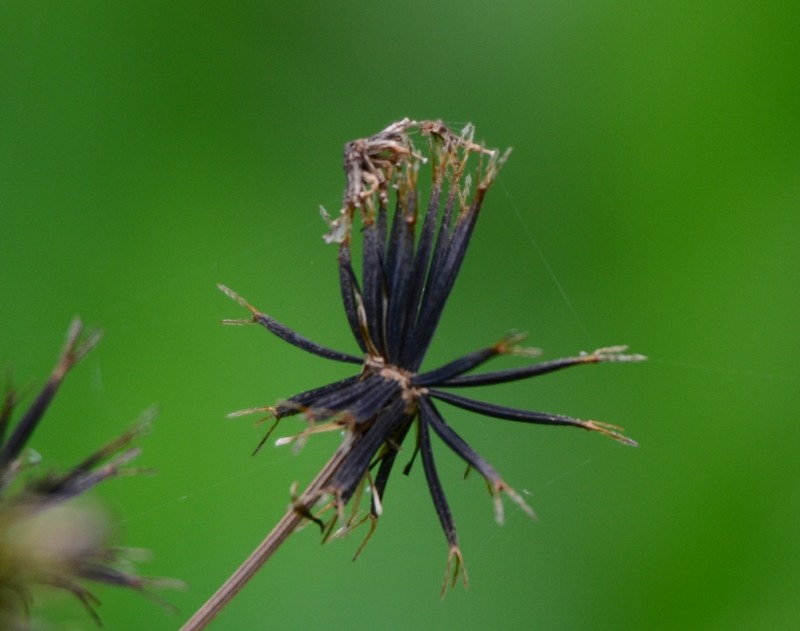 Seeds