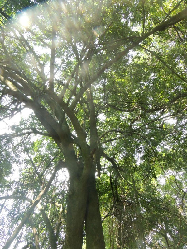 Thorny Elm