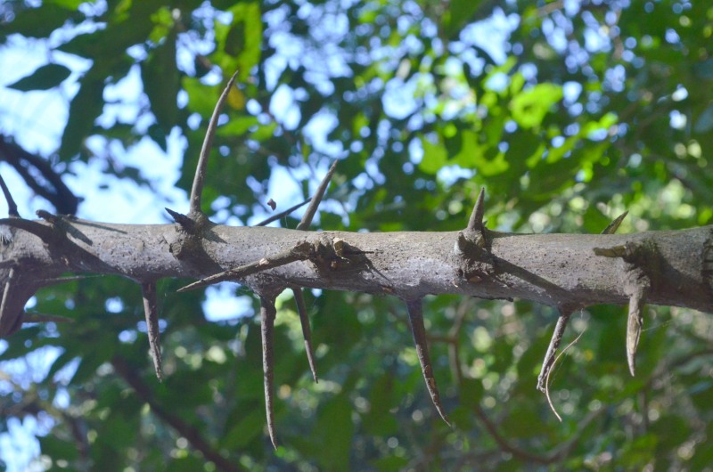 Dalbergia armata