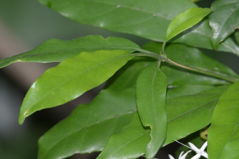 The leaves
