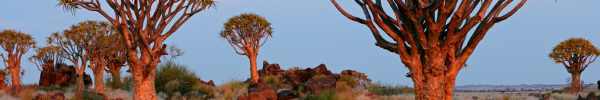 Quiver Tree