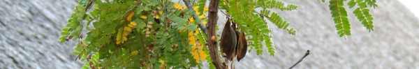 Weeping Wattle tree