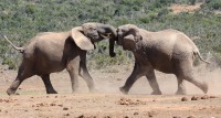 Visit the Eastern Cape